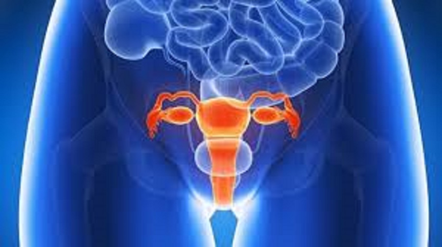 uterus-2