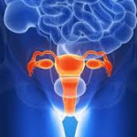 uterus
