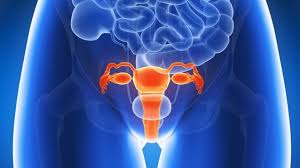 uterus